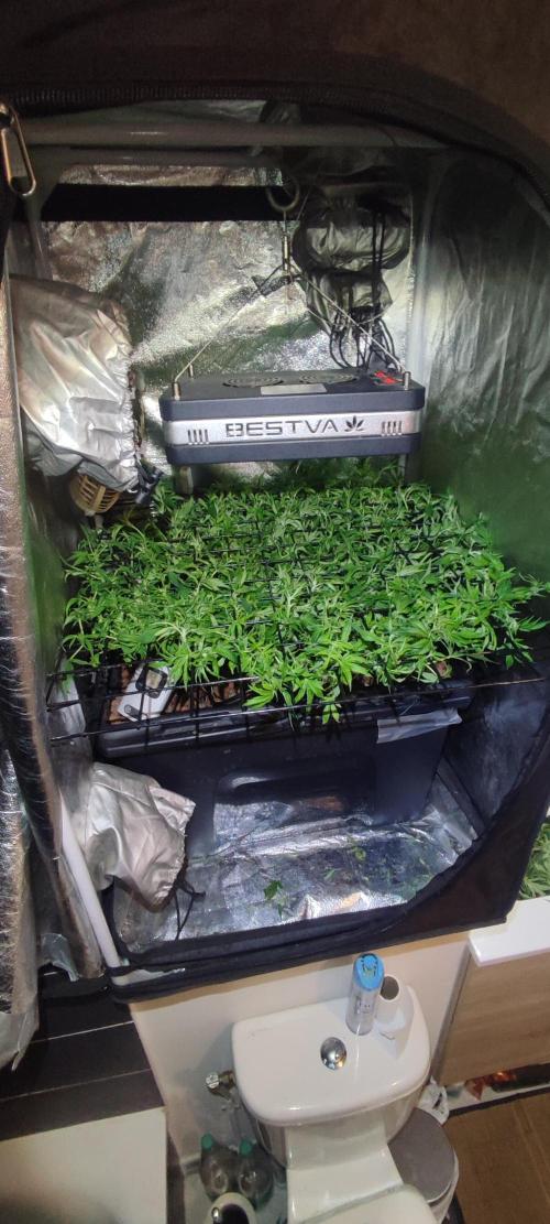 Auto Divine Rapier hydroponics. Week 10