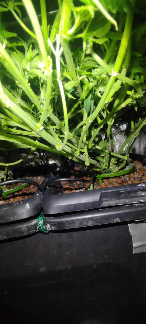 Auto Divine Rapier hydroponics. Week 10