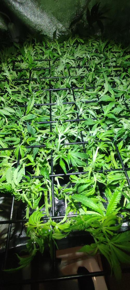 Auto Divine Rapier hydroponics. Week 10