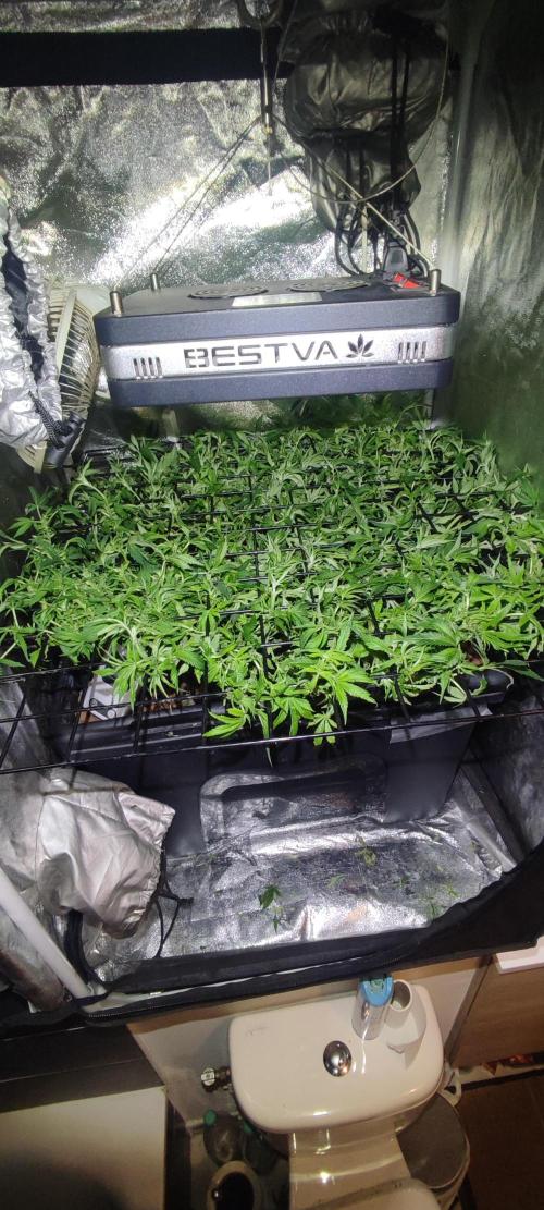 Auto Divine Rapier hydroponics. Week 10