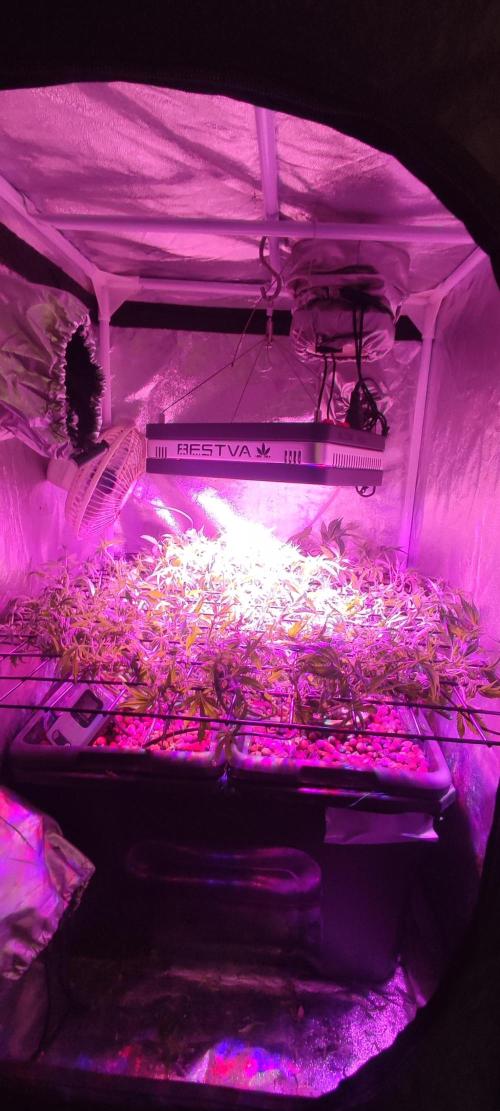 Auto Divine Rapier hydroponics. Week 10