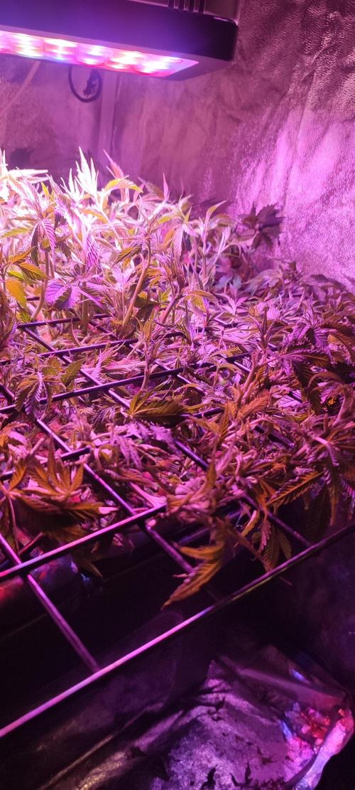 Auto Divine Rapier hydroponics. Week 10