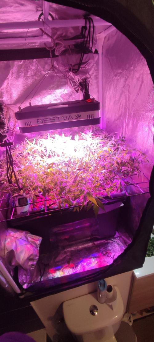 Auto Divine Rapier hydroponics. Week 10