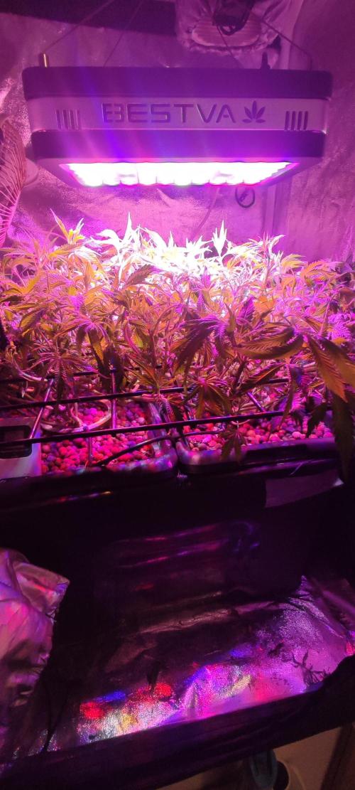 Auto Divine Rapier hydroponics. Week 10