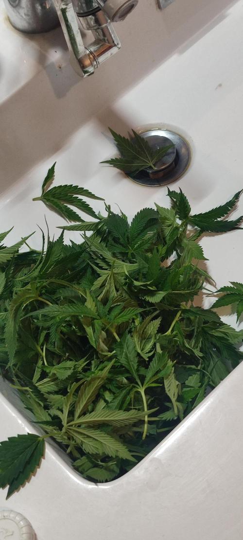 Auto Divine Rapier hydroponics. Week 10