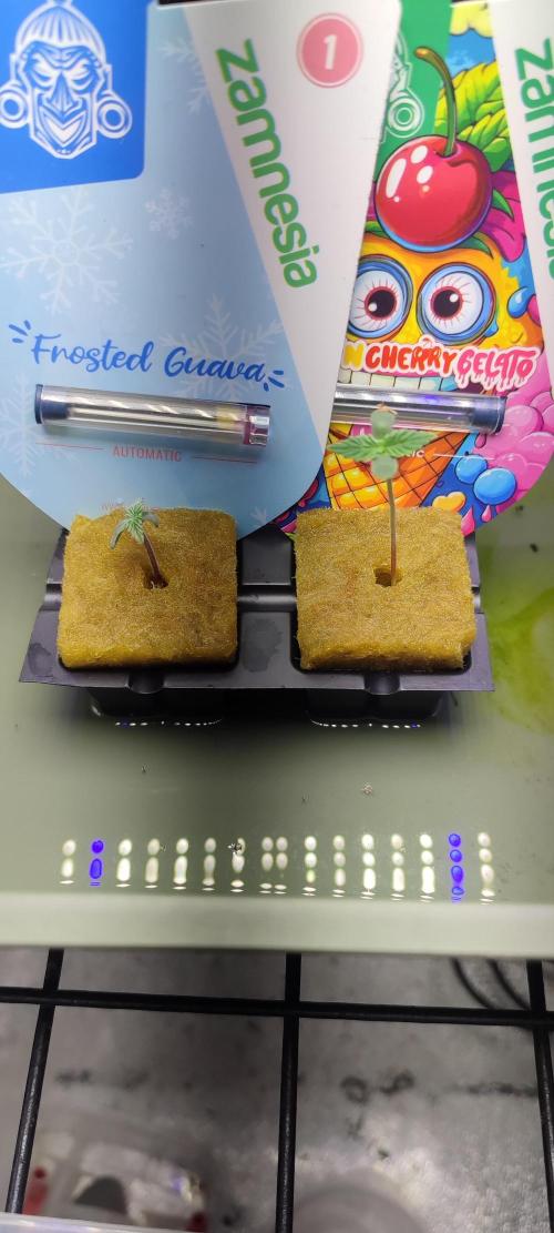Frosted guava vs Lemon Cherry Gelato. Week 0