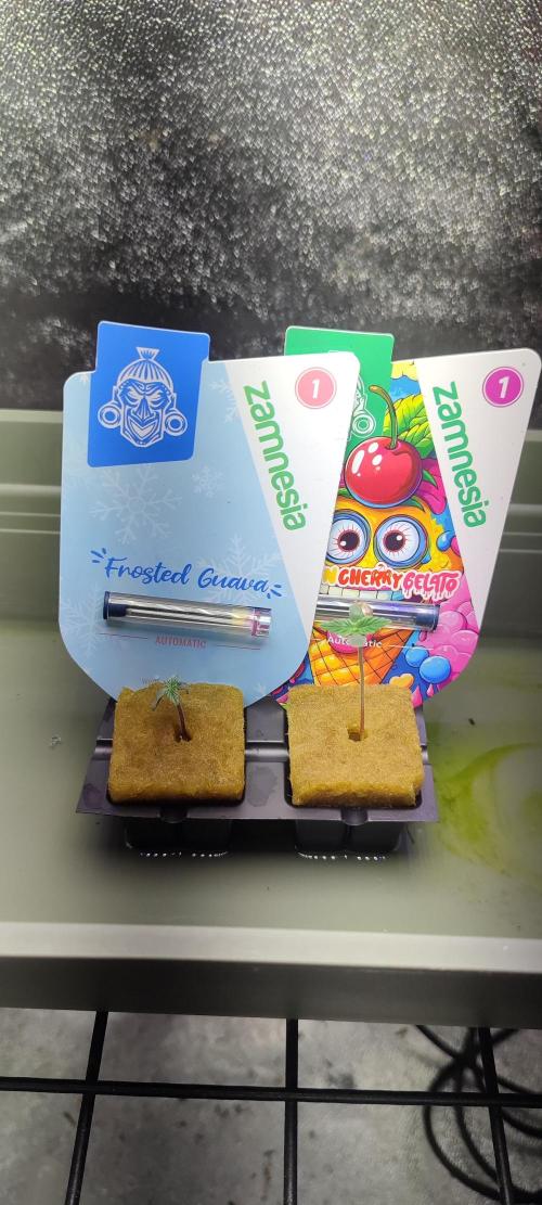 Frosted guava vs Lemon Cherry Gelato. Week 0