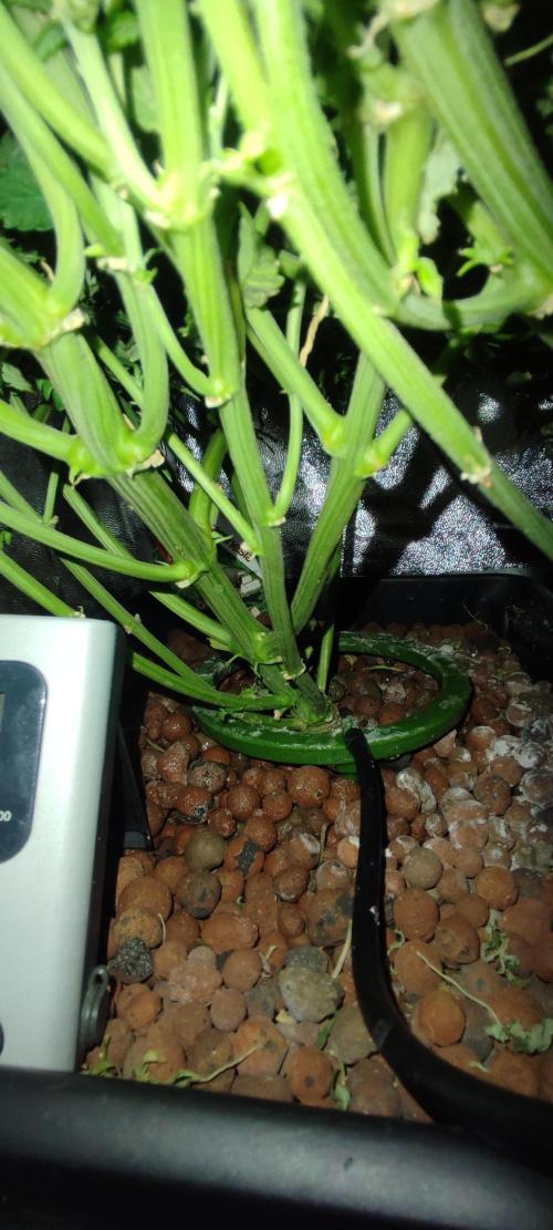 GMO cookies zamnesia hydroponics. Week 10