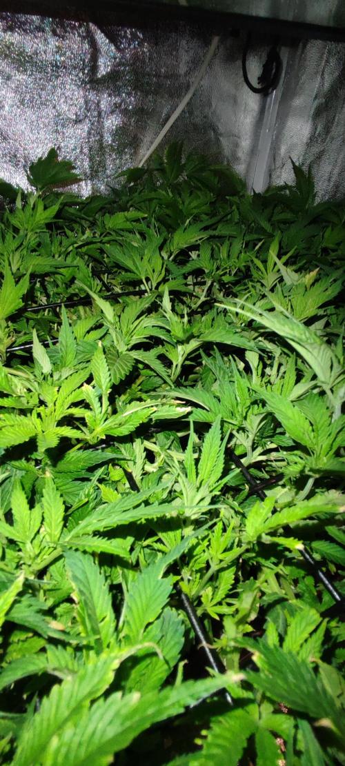 GMO cookies zamnesia hydroponics. Week 10