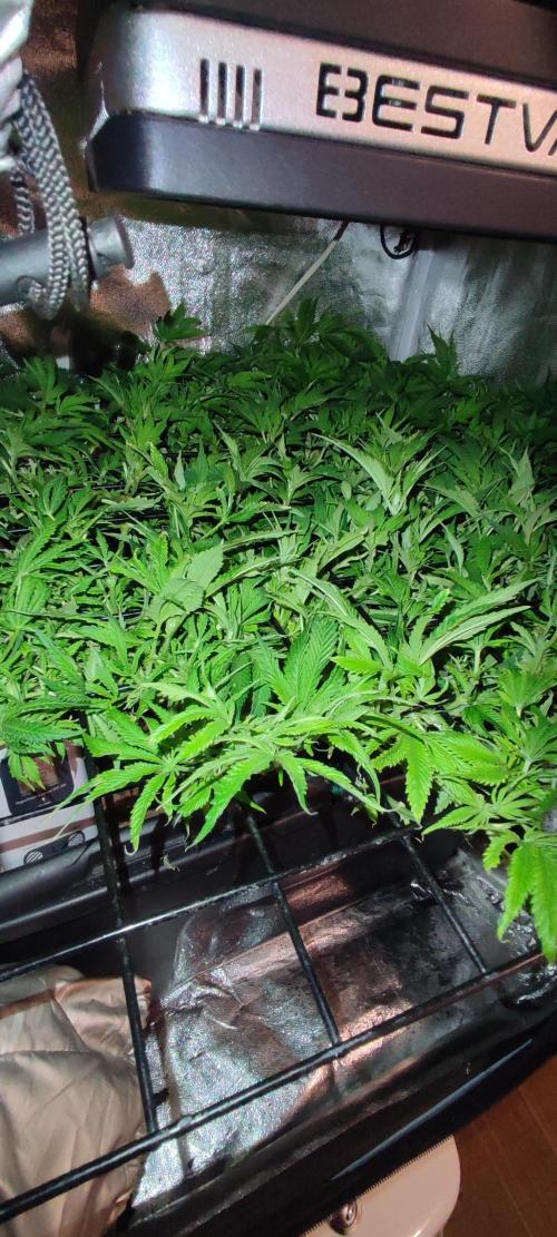 GMO cookies zamnesia hydroponics. Week 10