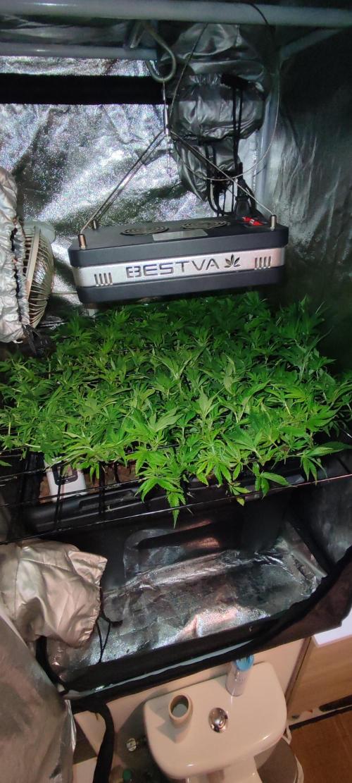 GMO cookies zamnesia hydroponics. Week 10