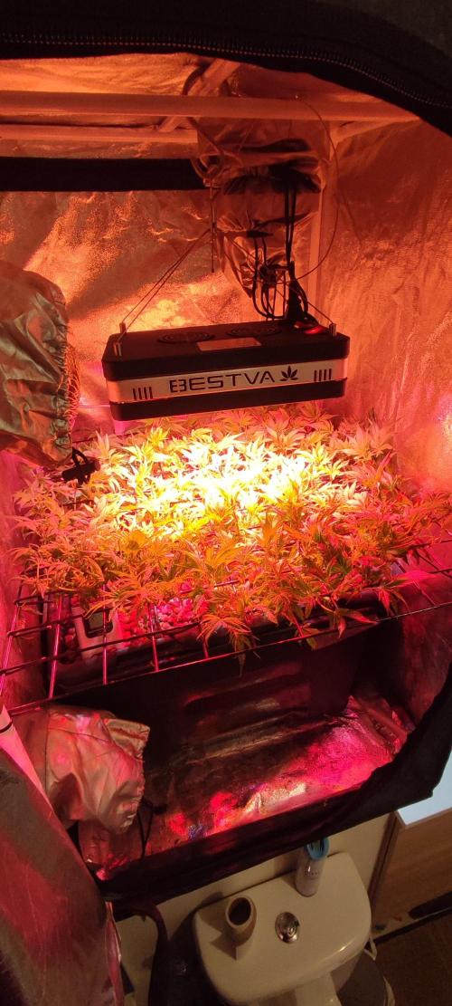 GMO cookies zamnesia hydroponics. Week 10