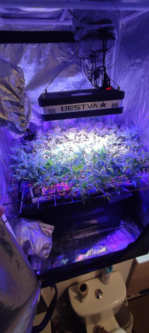 GMO cookies zamnesia hydroponics. Week 10