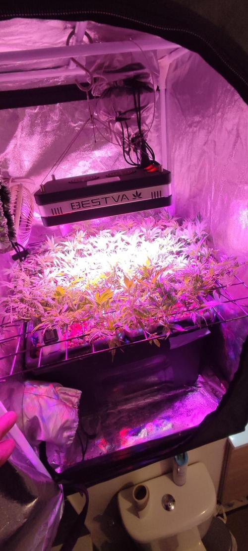 GMO cookies zamnesia hydroponics. Week 10