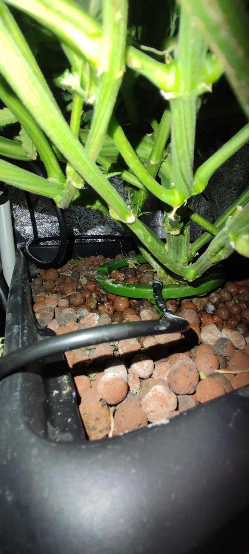 Auto Divine Rapier hydroponics. Week 10