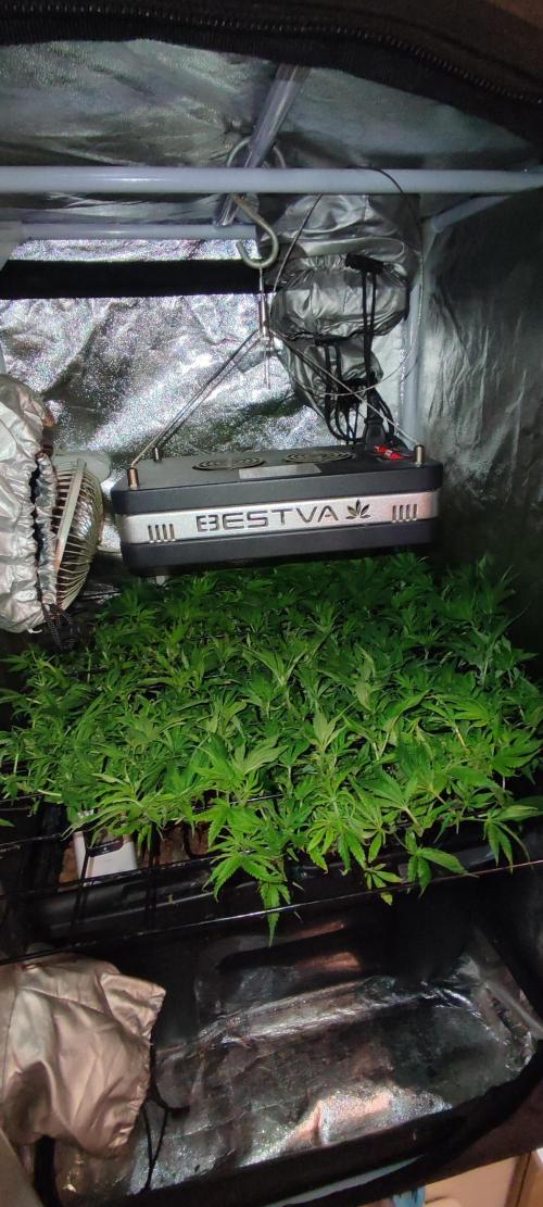 Auto Divine Rapier hydroponics. Week 10