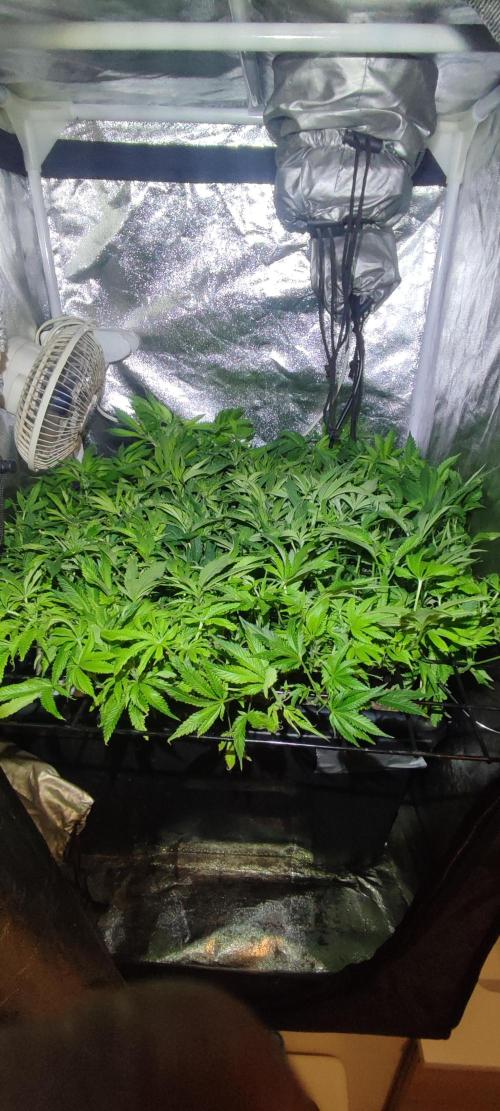 Auto Divine Rapier hydroponics. Week 10