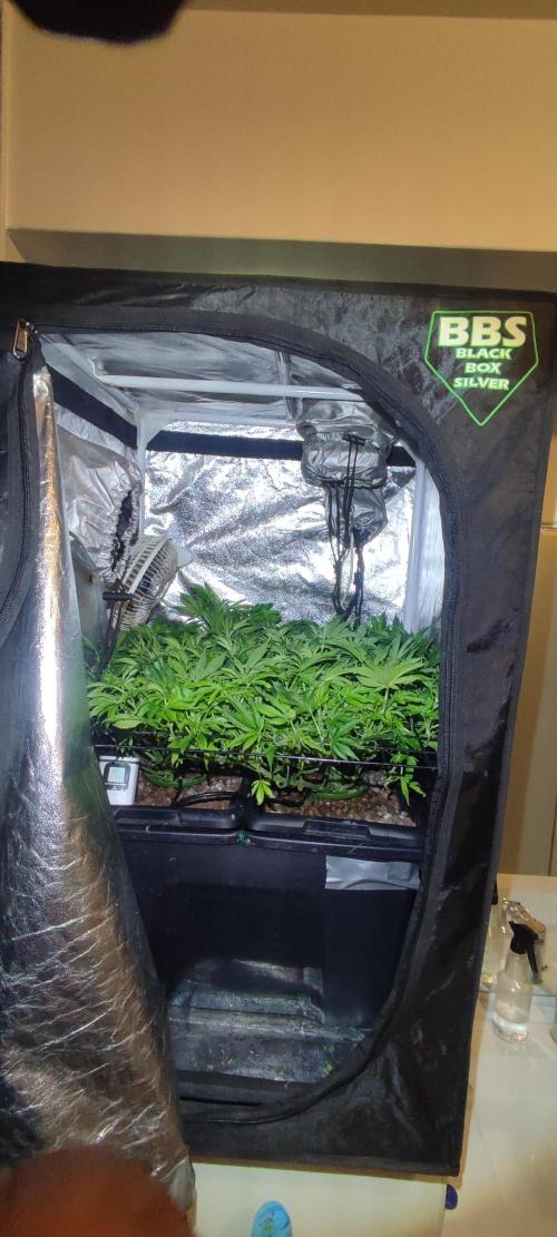 Auto Divine Rapier hydroponics. Week 10