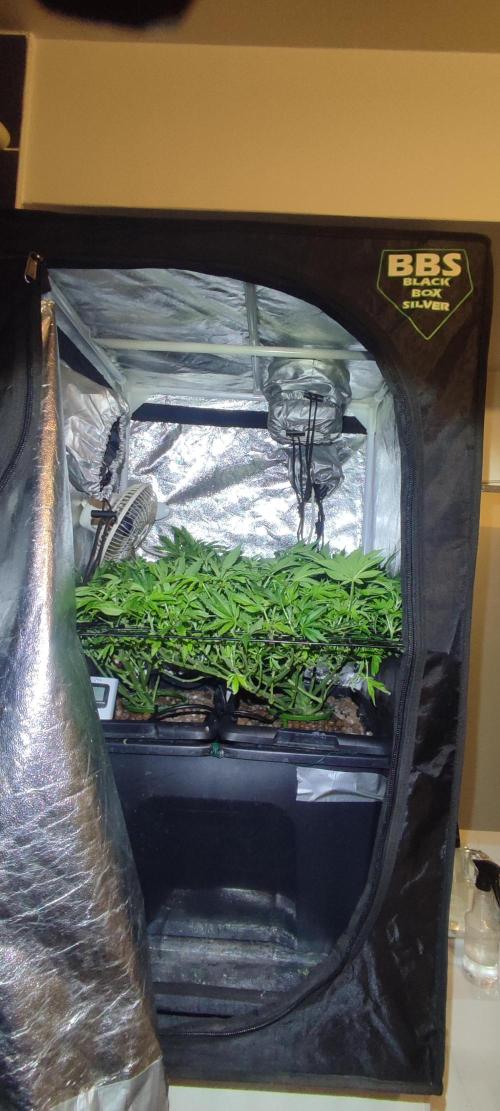 Auto Divine Rapier hydroponics. Week 10