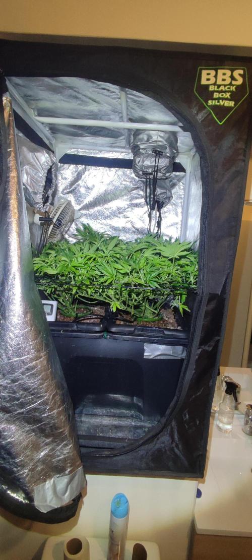 Auto Divine Rapier hydroponics. Week 10