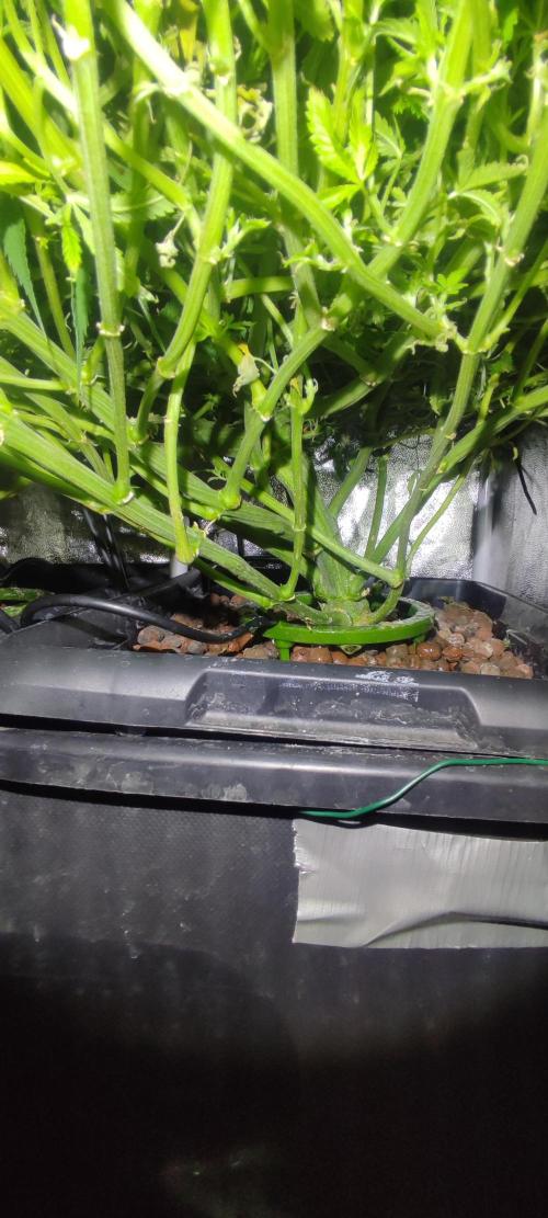 Auto Divine Rapier hydroponics. Week 10