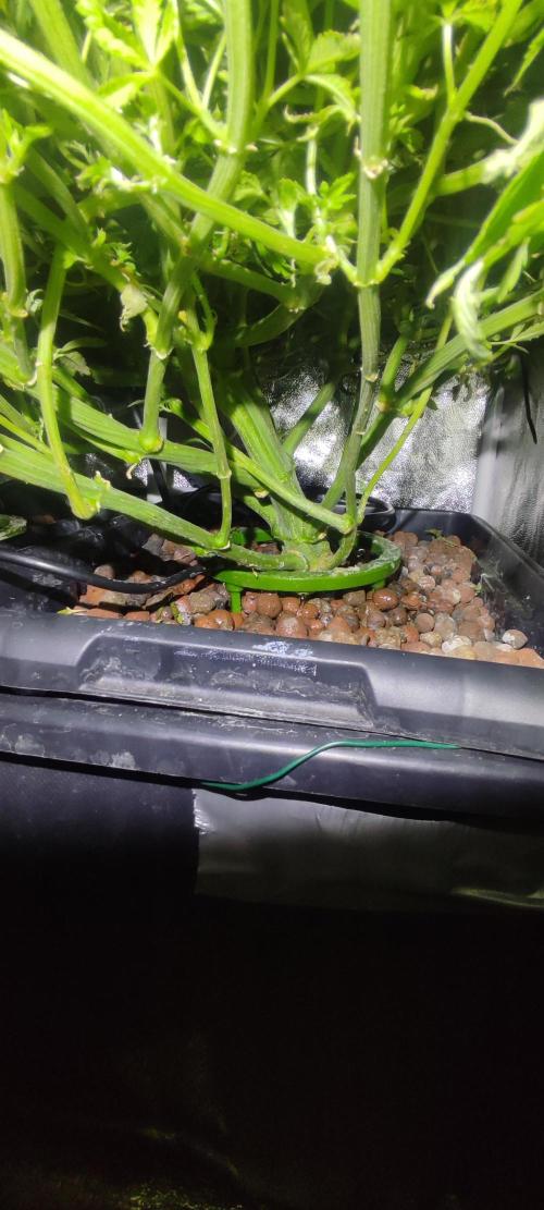 Auto Divine Rapier hydroponics. Week 10