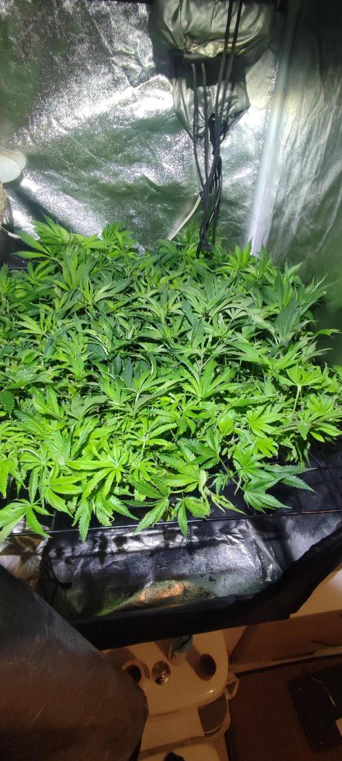 Auto Divine Rapier hydroponics. Week 10