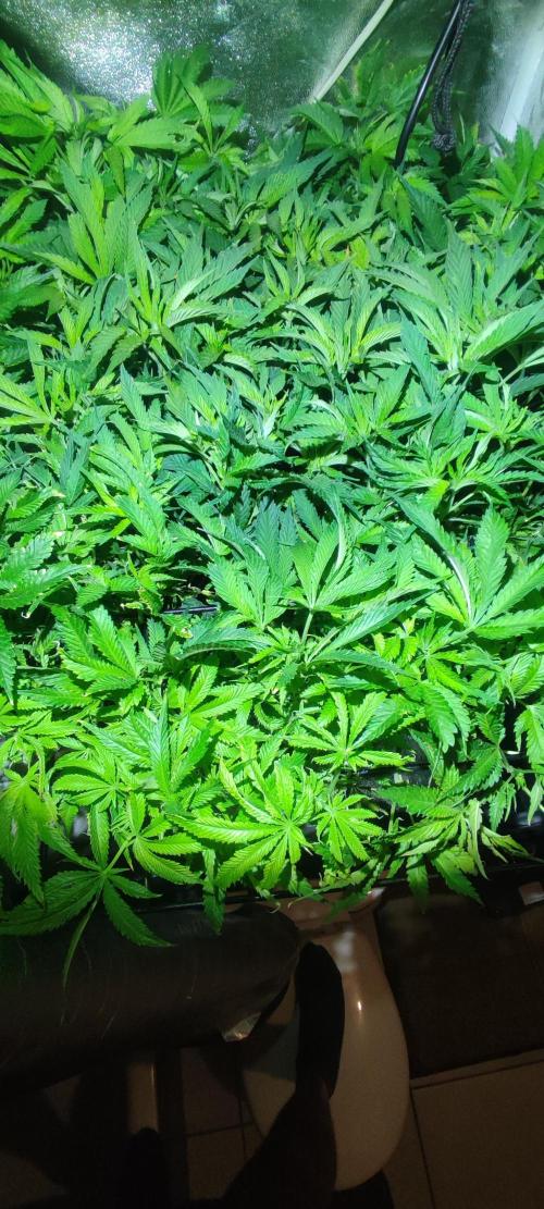 Auto Divine Rapier hydroponics. Week 10