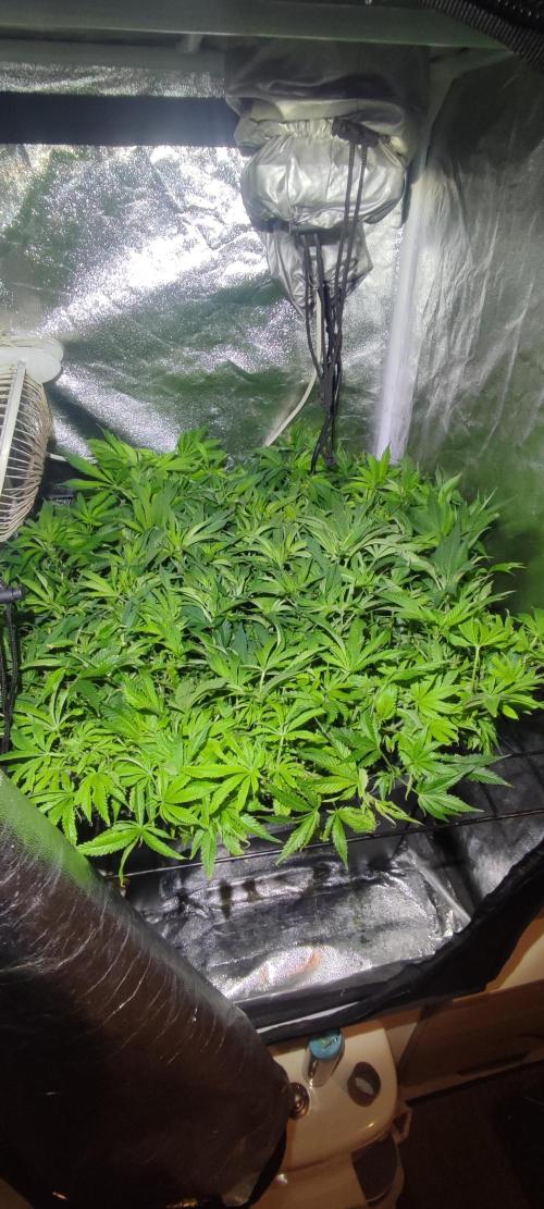 Auto Divine Rapier hydroponics. Week 10