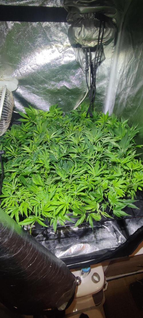 Auto Divine Rapier hydroponics. Week 10
