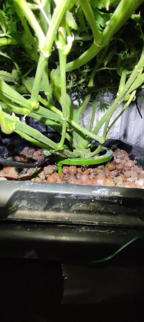 Auto Divine Rapier hydroponics. Week 10