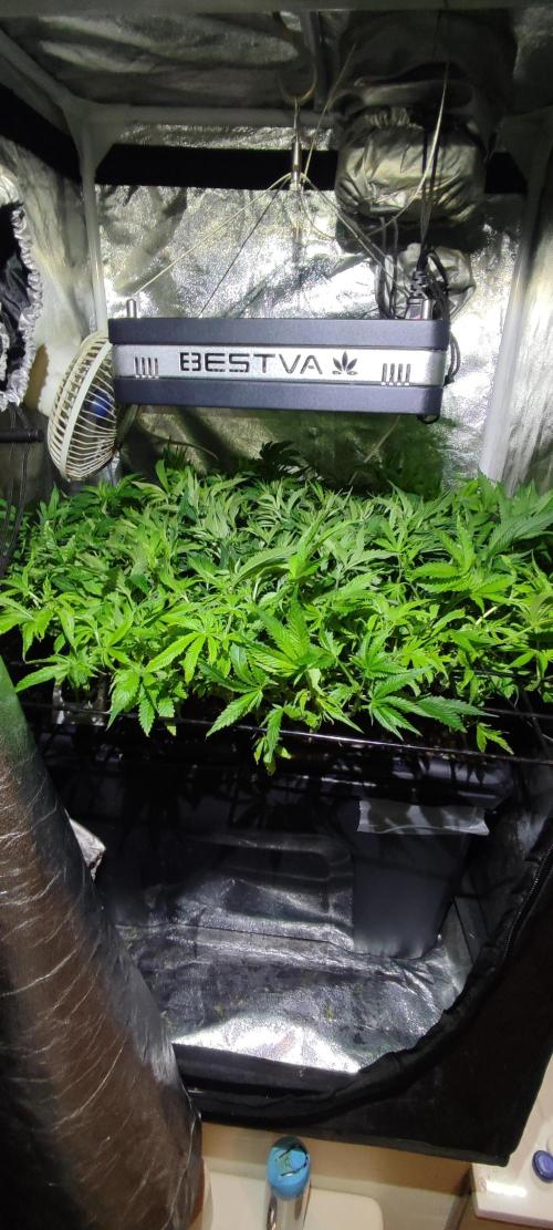 Auto Divine Rapier hydroponics. Week 10