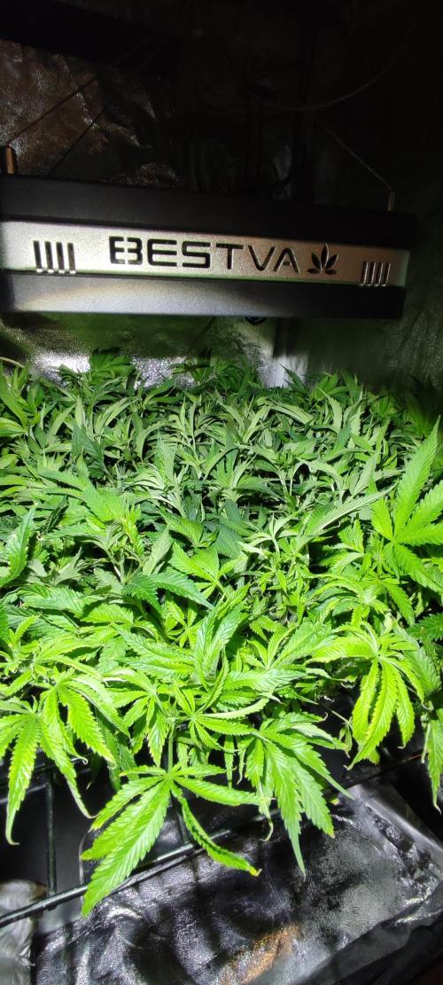 Auto Divine Rapier hydroponics. Week 10