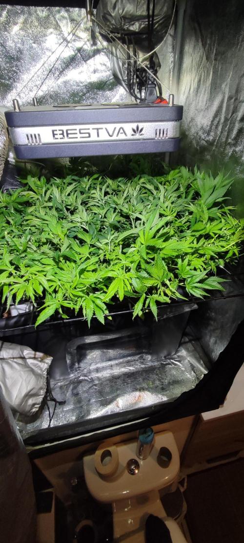 Auto Divine Rapier hydroponics. Week 10