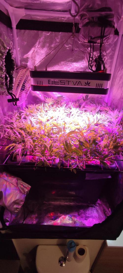 Auto Divine Rapier hydroponics. Week 10