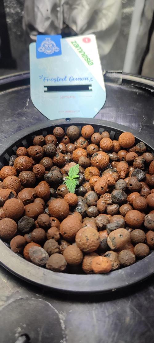 Frosted guava vs Lemon Cherry Gelato. Week 1