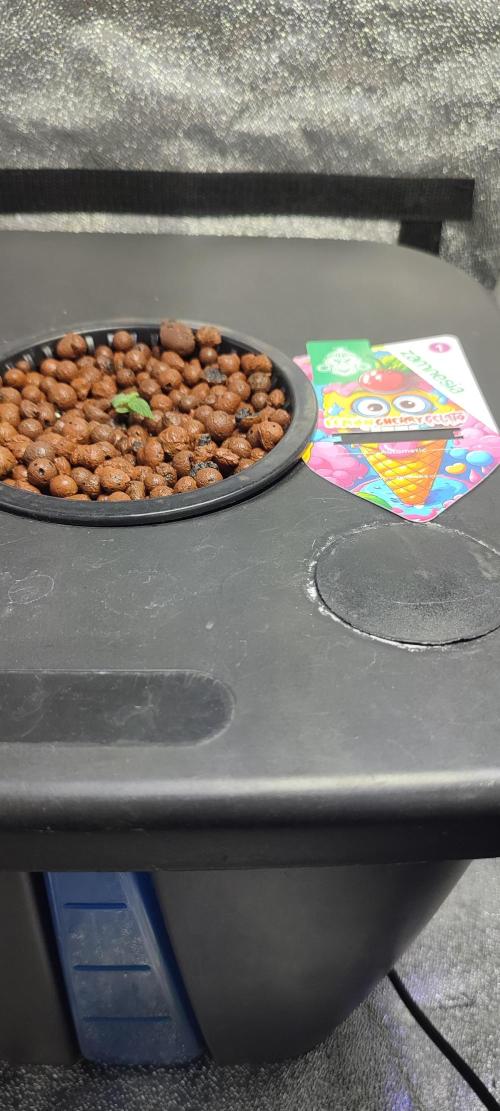 Frosted guava vs Lemon Cherry Gelato. Week 1