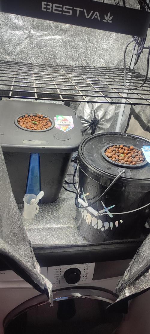 Frosted guava vs Lemon Cherry Gelato. Week 1