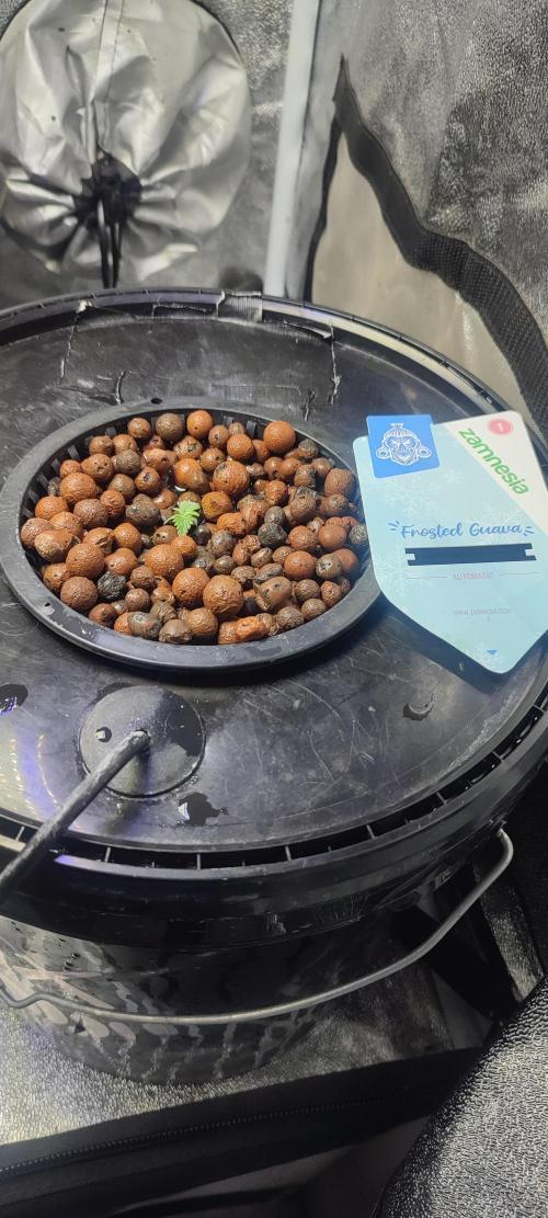 Frosted guava vs Lemon Cherry Gelato. Week 1