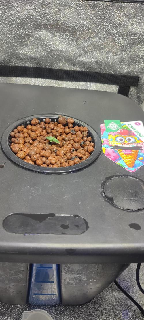 Frosted guava vs Lemon Cherry Gelato. Week 1