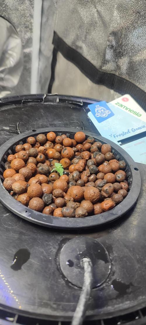 Frosted guava vs Lemon Cherry Gelato. Week 1