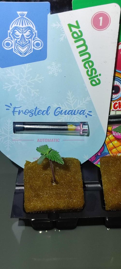 Frosted guava vs Lemon Cherry Gelato. Week 1