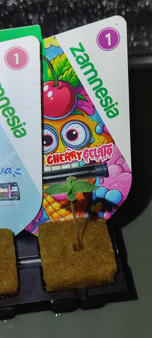 Frosted guava vs Lemon Cherry Gelato. Week 1