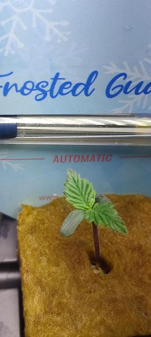 Frosted guava vs Lemon Cherry Gelato. Week 1