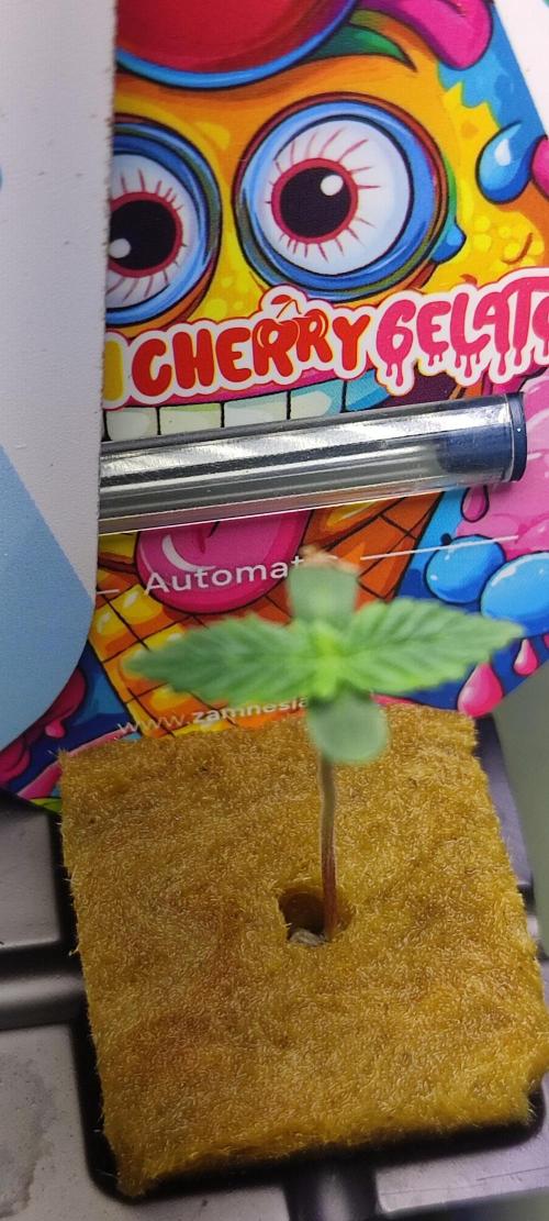 Frosted guava vs Lemon Cherry Gelato. Week 1