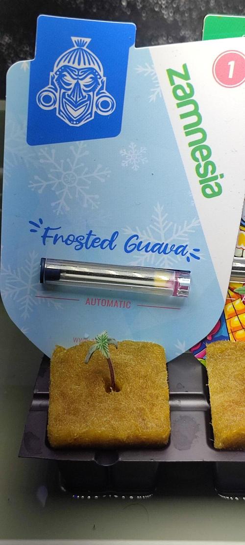 Frosted guava vs Lemon Cherry Gelato. Week 1