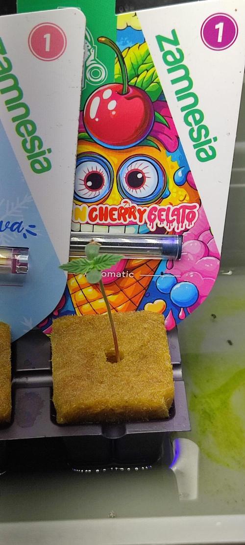 Frosted guava vs Lemon Cherry Gelato. Week 1