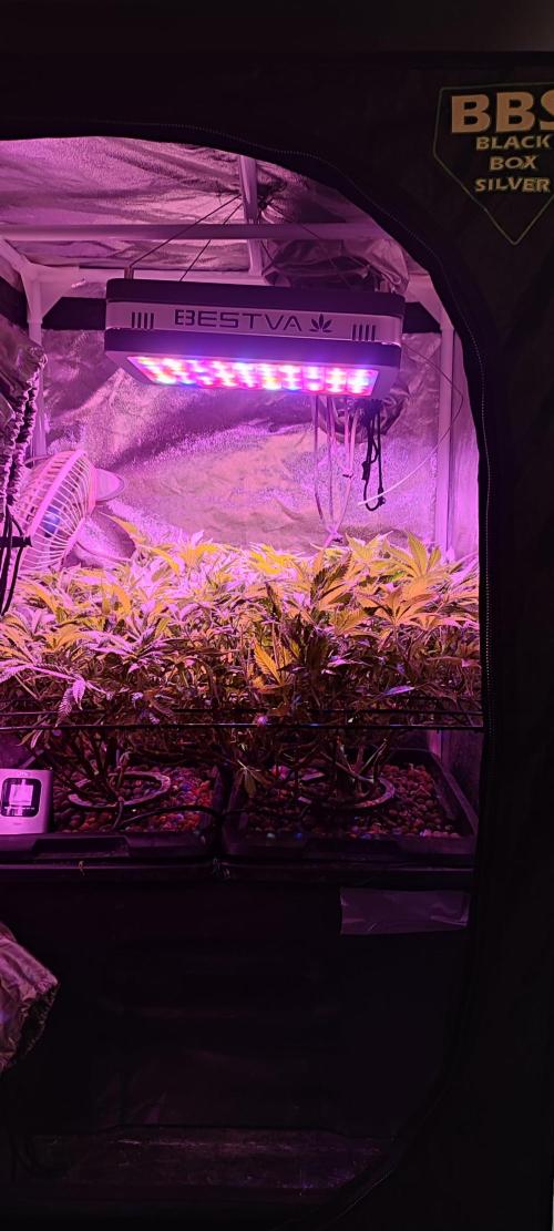 Auto Divine Rapier hydroponics. Week 10