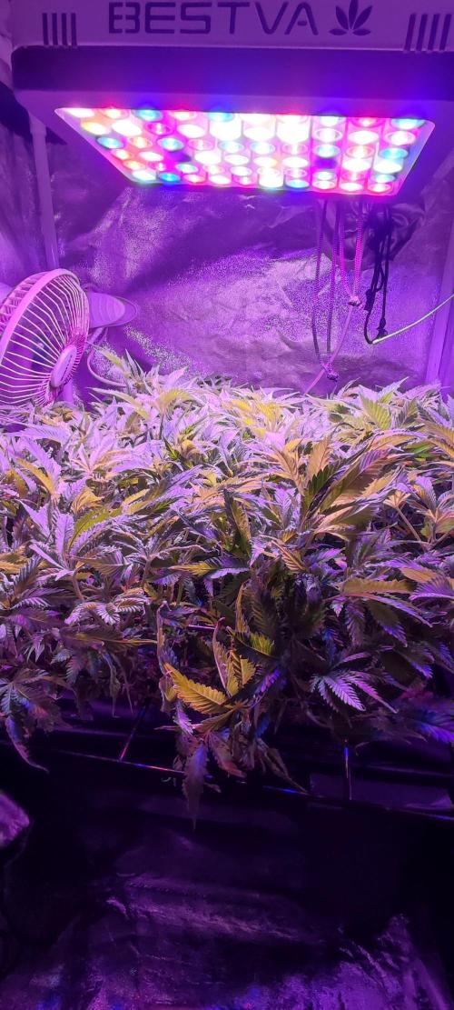 Auto Divine Rapier hydroponics. Week 10