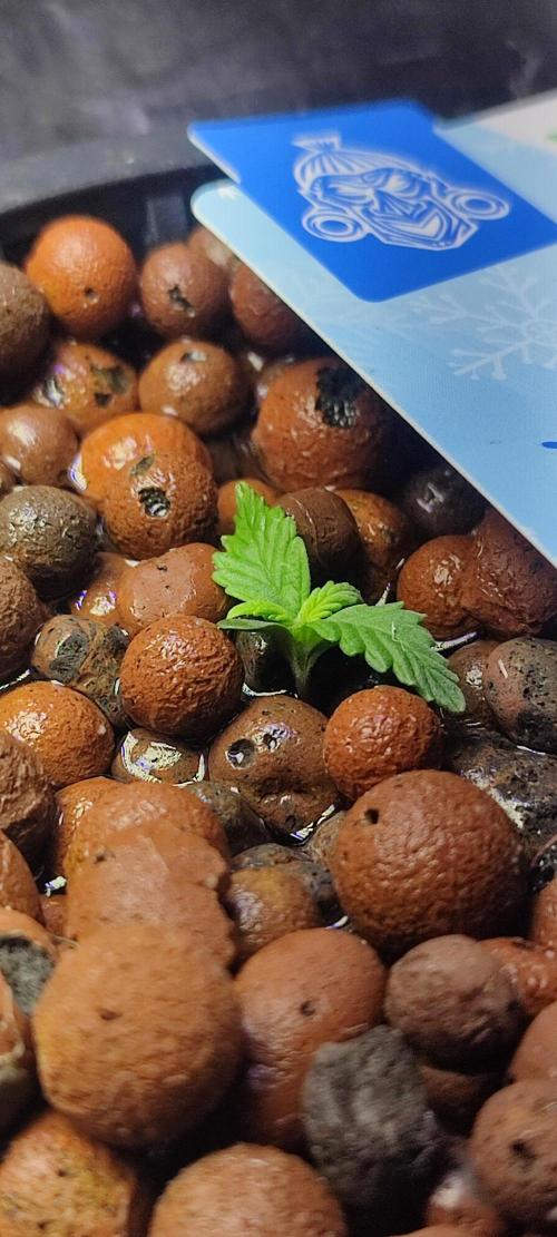 Frosted guava vs Lemon Cherry Gelato. Week 1